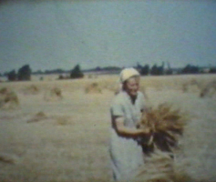 Binden der Strohgarben