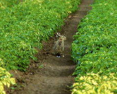 ein Feldhase im Kartoffelfeld