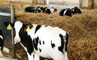Moderner Kälberstall mit Tränkautomat.