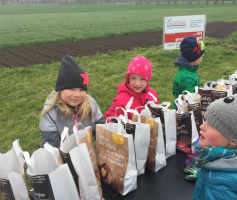 Die Pflanzkartoffeln standen bereit
