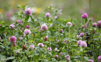 Rotklee zur Samengewinnung