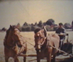 Zugpferde kommen zum Einsatz