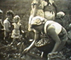 Handlese-Ernte um 1960