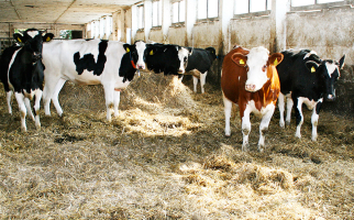 Die Rinder können sich im Stall frei bewegen.