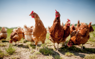 Geflügel aus eigener Freilandhaltung.
