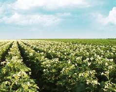 blühendes Kartoffelfeld