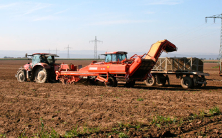 90 ha Speisekartoffelanbau